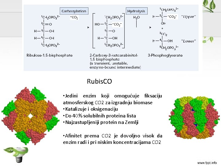 Rubis. CO • Jedini enzim koji omogućuje fiksaciju atmosferskog CO 2 za izgradnju biomase