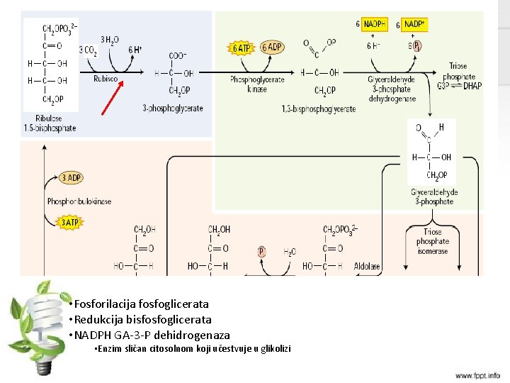  • Fosforilacija fosfoglicerata • Redukcija bisfosfoglicerata • NADPH GA-3 -P dehidrogenaza • Enzim