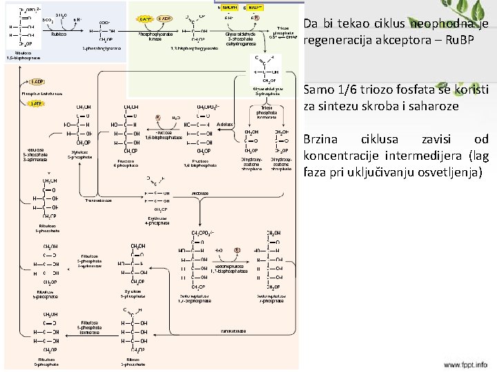 Da bi tekao ciklus neophodna je regeneracija akceptora – Ru. BP Samo 1/6 triozo