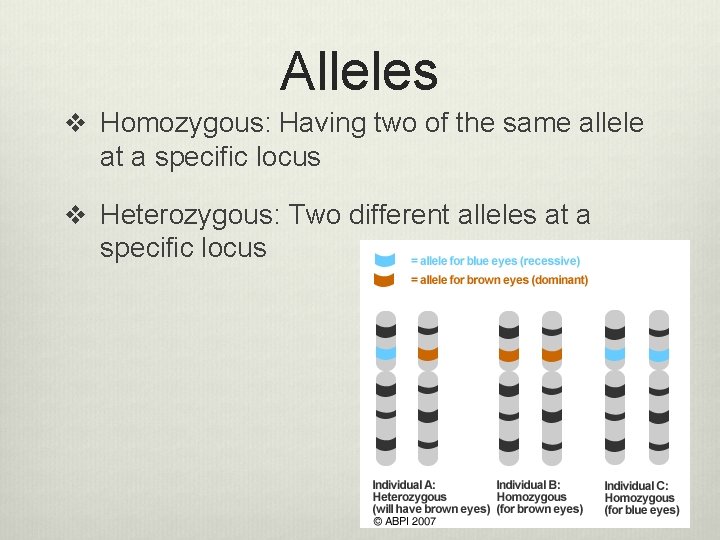 Alleles v Homozygous: Having two of the same allele at a specific locus v