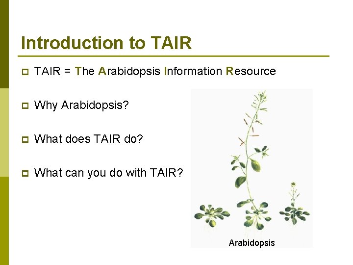 Introduction to TAIR p TAIR = The Arabidopsis Information Resource p Why Arabidopsis? p