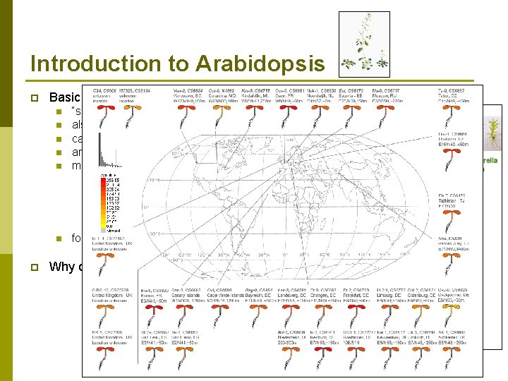 Introduction to Arabidopsis p Basic facts: n n n “small weed related to mustard”