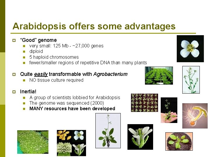 Arabidopsis offers some advantages p “Good” genome n n p Quite easily transformable with