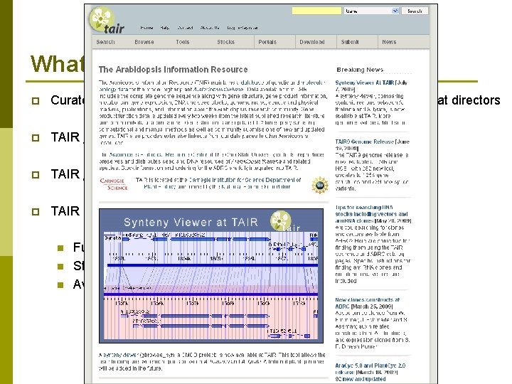 What does TAIR do? p Curators and computer tech team members work together under