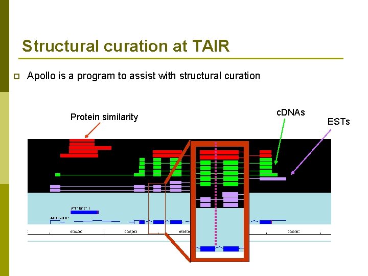 Structural curation at TAIR p Apollo is a program to assist with structural curation