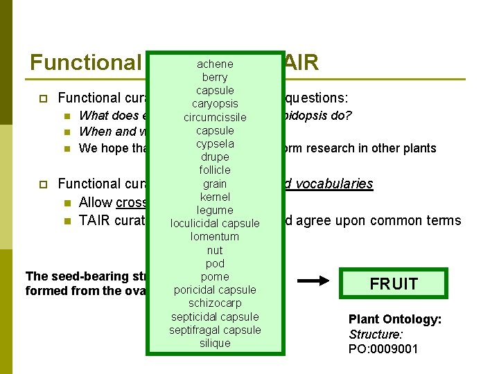 achene at TAIR Functional curation berry capsule p Functional curators trycaryopsis to answer the