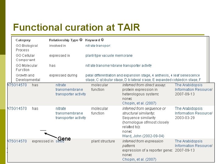 Functional curation at TAIR p Functional curators use controlled vocabularies to annotate genes n