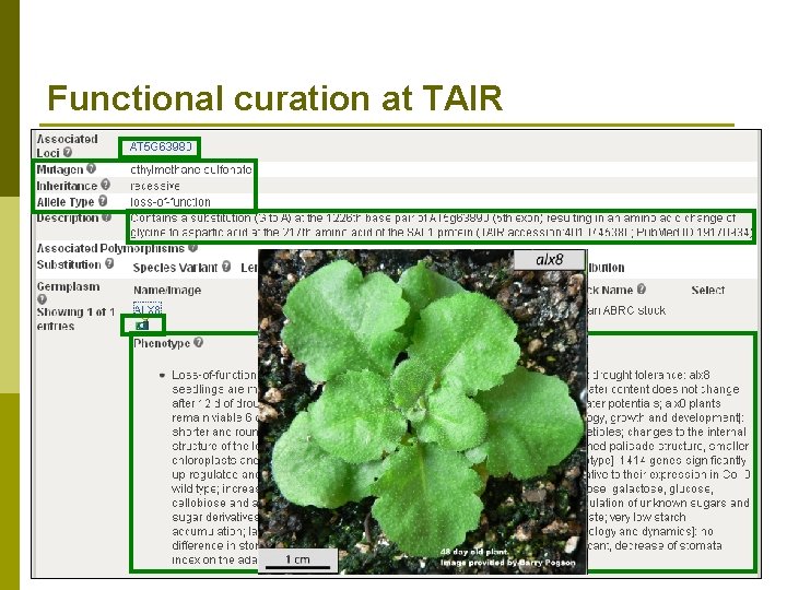 Functional curation at TAIR p Functional curators capture mutant phenotypes n alx 8 mutant