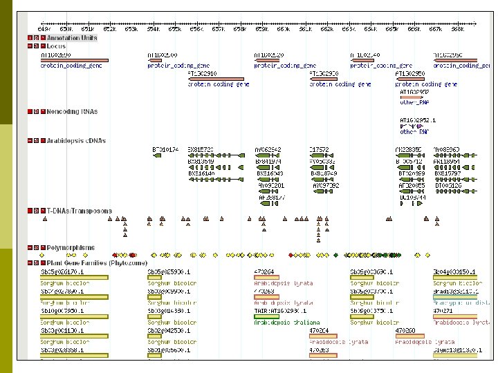 Providing Tools at TAIR p Tech team members and curators n Load data sets