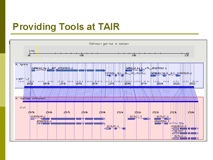 Providing Tools at TAIR p Tech team members and curators n Load data sets