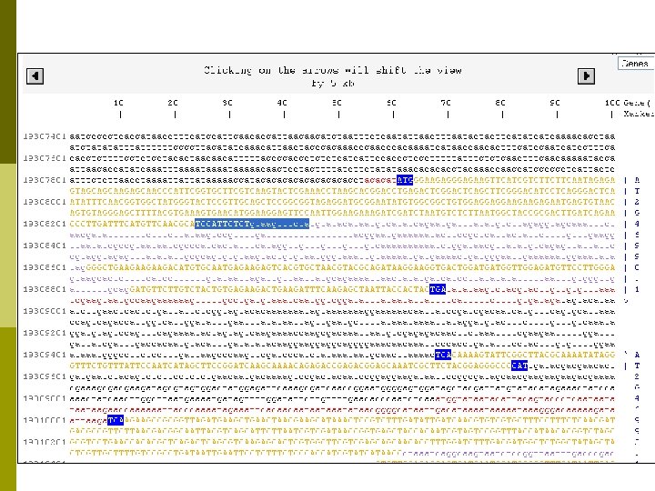 Providing Tools at TAIR p Tech team members and curators n Develop new tools