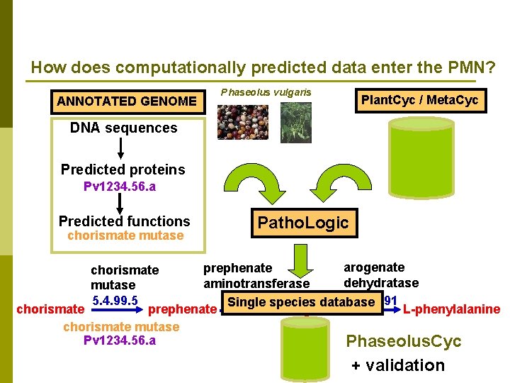 How does computationally predicted data enter the PMN? ANNOTATED GENOME Phaseolus vulgaris Plant. Cyc