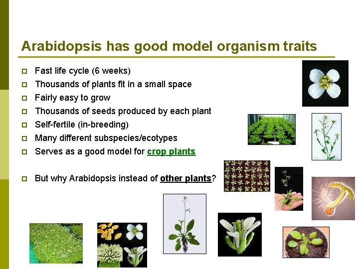 Arabidopsis has good model organism traits p Fast life cycle (6 weeks) Thousands of