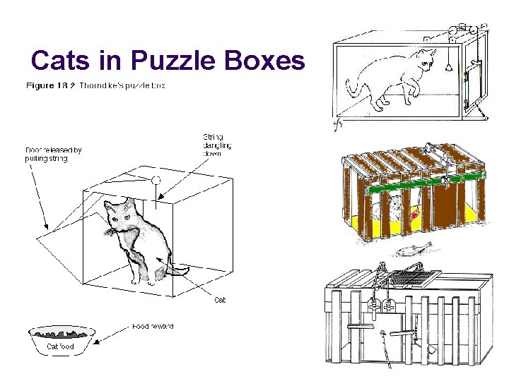 Cats in Puzzle Boxes 