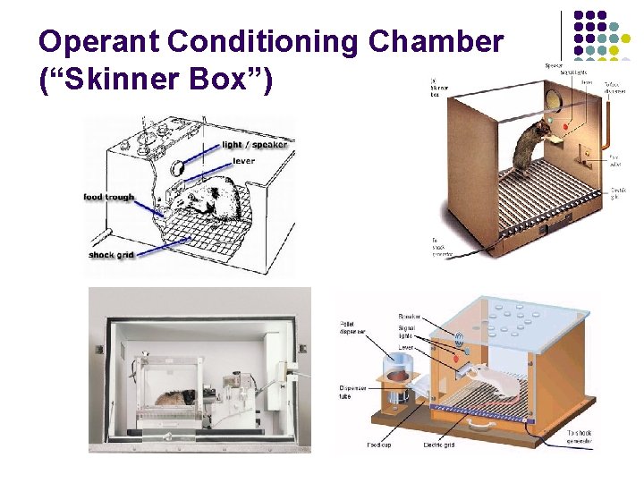 Operant Conditioning Chamber (“Skinner Box”) 