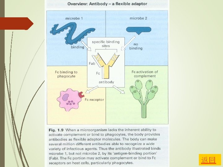 ADCC antibodydependent cellmediated cytotoxicity Macrophages ...