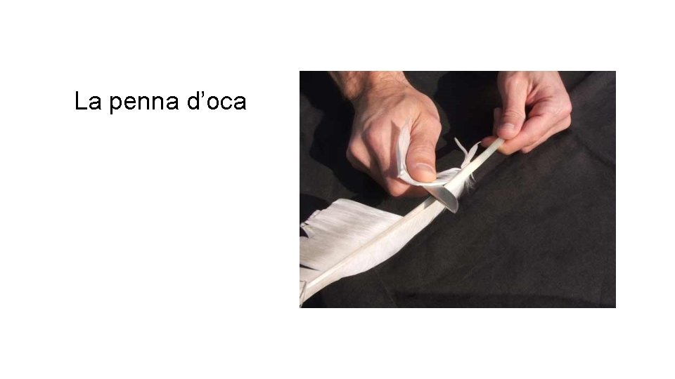 La penna d’oca 