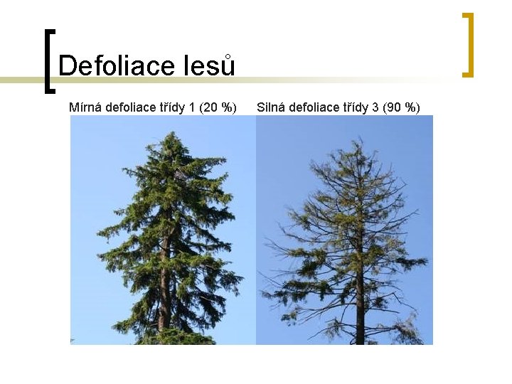 Defoliace lesů Mírná defoliace třídy 1 (20 %) Silná defoliace třídy 3 (90 %)