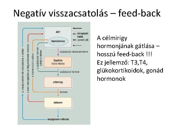 Negatív visszacsatolás – feed-back A célmirigy hormonjának gátlása – hosszú feed-back !!! Ez jellemző: