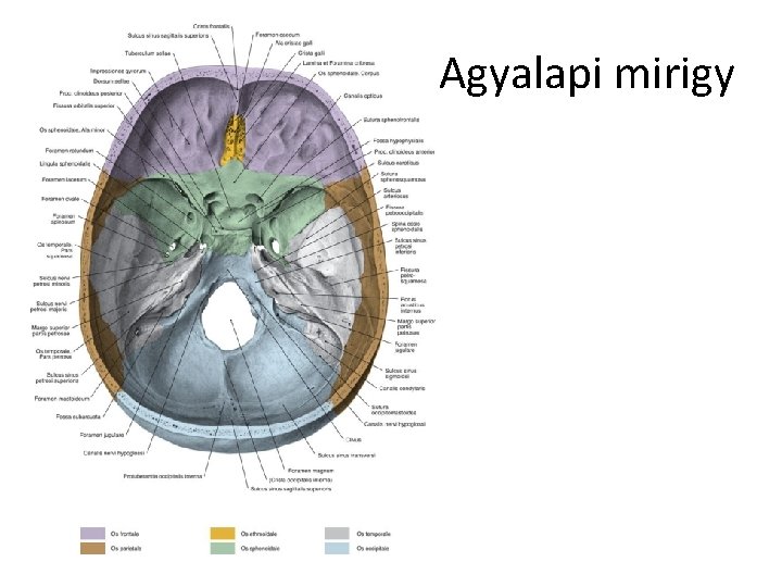 Agyalapi mirigy 