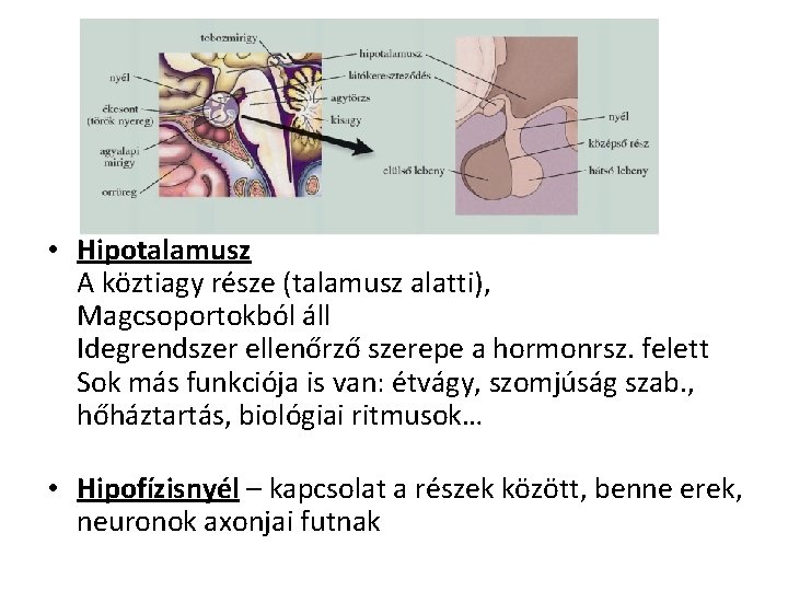  • Hipotalamusz A köztiagy része (talamusz alatti), Magcsoportokból áll Idegrendszer ellenőrző szerepe a