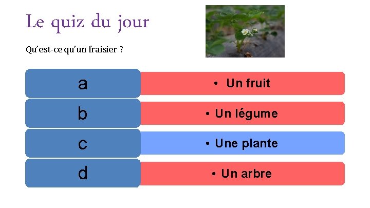 Le quiz du jour Qu’est-ce qu’un fraisier ? a • Un fruit b •