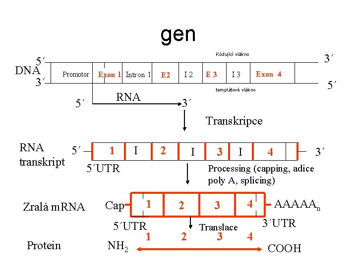 gen 5´ DNA 3´ Kódující vlákno Promotor 5´ Exon 1 Intron 1 E 2