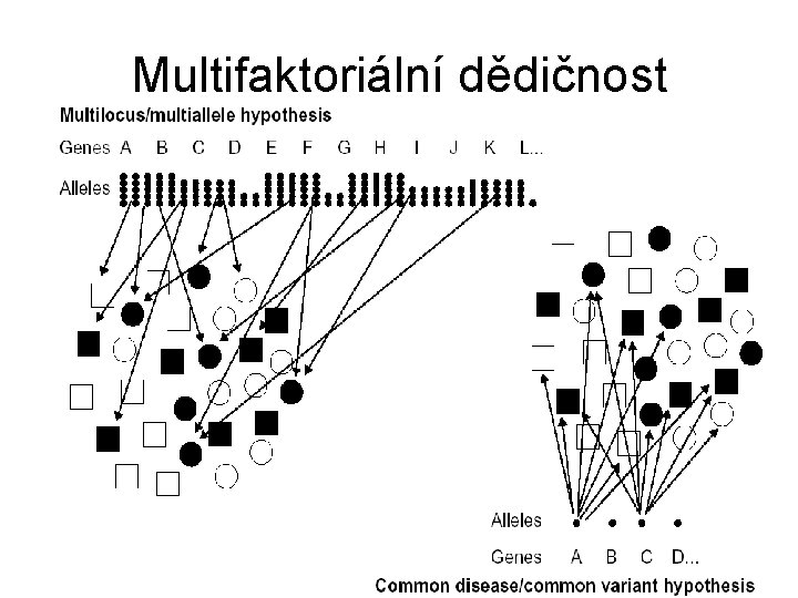 Multifaktoriální dědičnost 