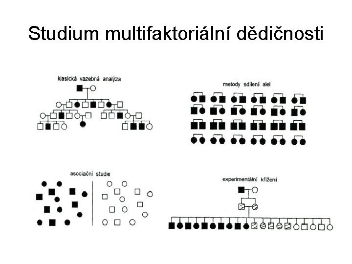 Studium multifaktoriální dědičnosti 