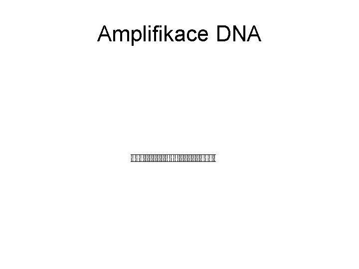 Amplifikace DNA 