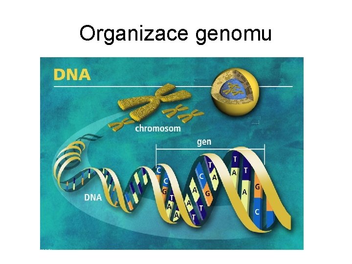 Organizace genomu 