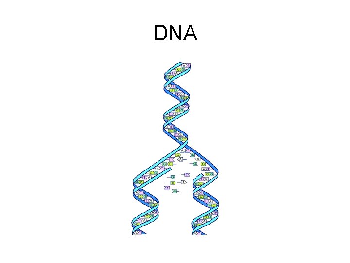 DNA 