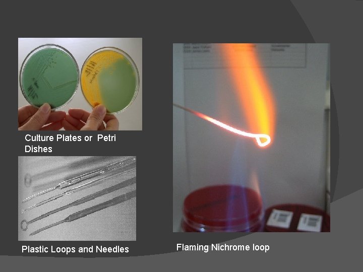 Culture Plates or Petri Dishes Plastic Loops and Needles Flaming Nichrome loop 