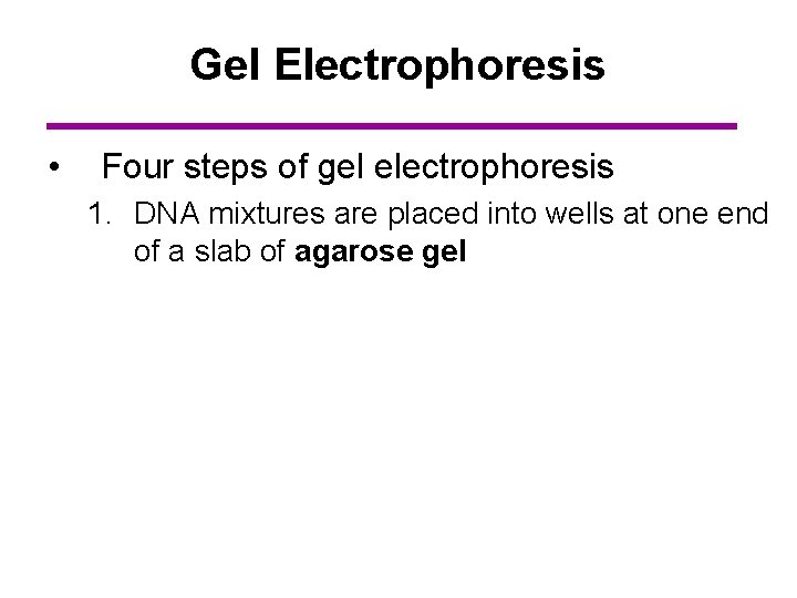 Gel Electrophoresis • Four steps of gel electrophoresis 1. DNA mixtures are placed into