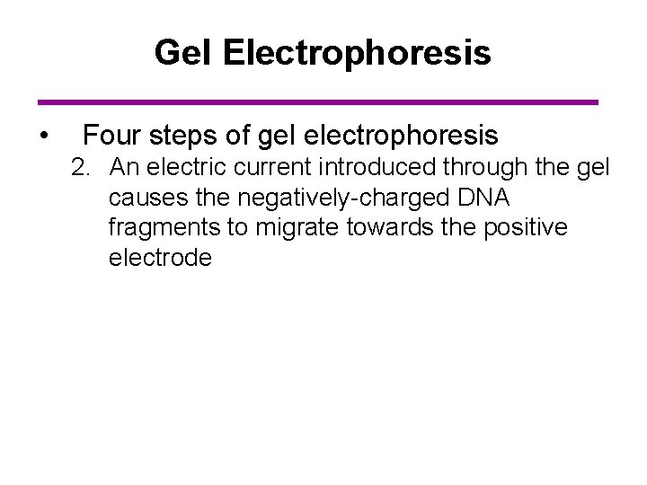 Gel Electrophoresis • Four steps of gel electrophoresis 2. An electric current introduced through