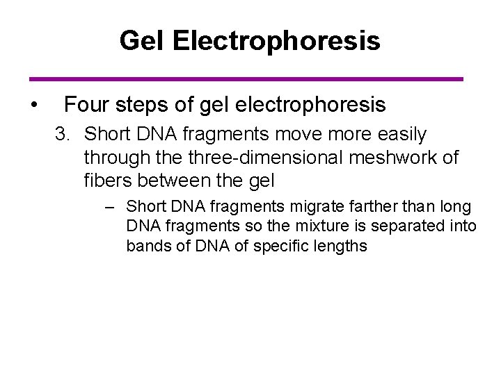 Gel Electrophoresis • Four steps of gel electrophoresis 3. Short DNA fragments move more