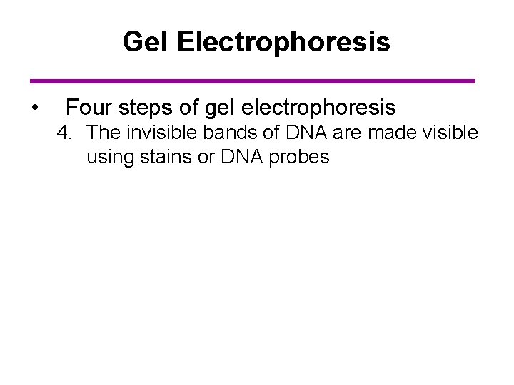 Gel Electrophoresis • Four steps of gel electrophoresis 4. The invisible bands of DNA