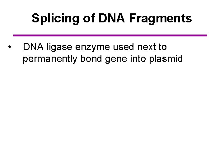 Splicing of DNA Fragments • DNA ligase enzyme used next to permanently bond gene