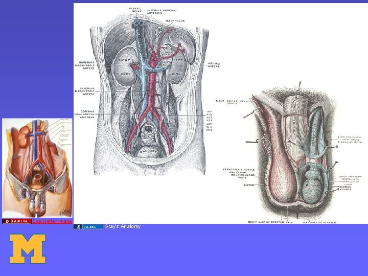 See Netter image Gray’s Anatomy 