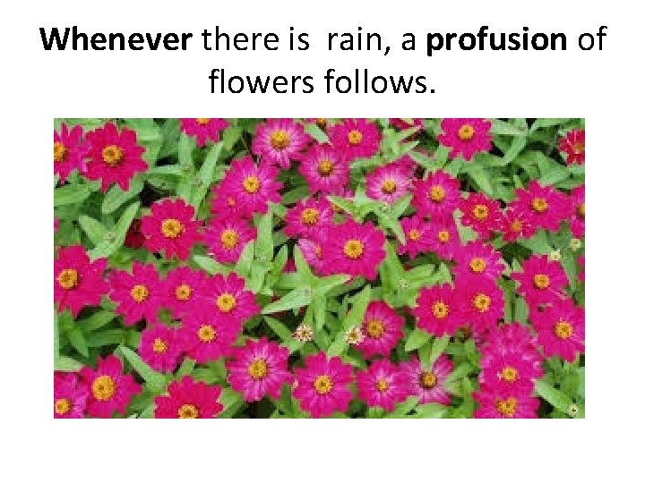 Whenever there is rain, a profusion of flowers follows. 