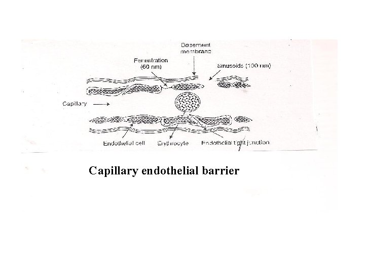 . Capillary endothelial barrier 