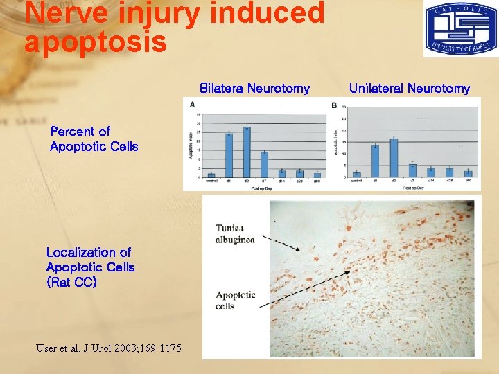 Nerve injury induced apoptosis Bilatera Neurotomy Percent of Apoptotic Cells Localization of Apoptotic Cells