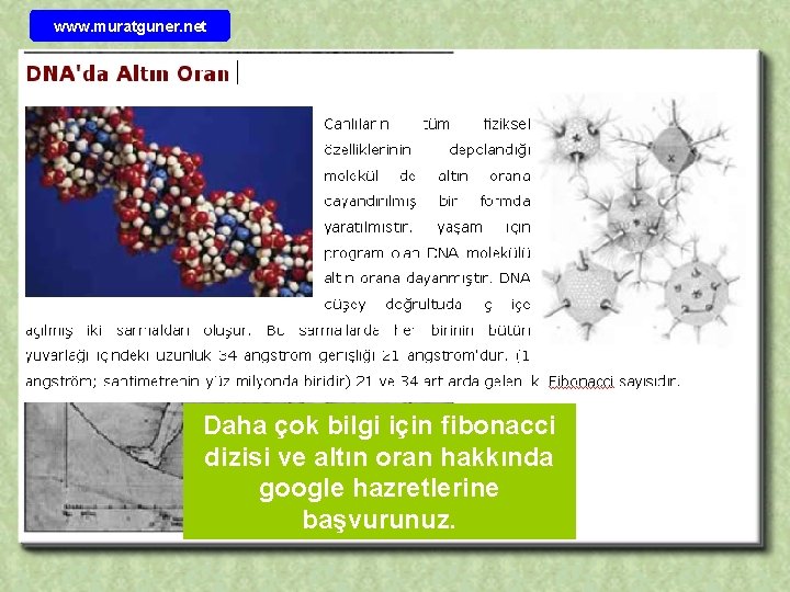 www. muratguner. net Leonardo da Vinci insan vücudundaki ölçüleri belirlerken altın oranı kullanmıştır. Daha