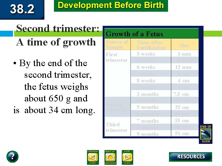 Second trimester: A time of growth • By the end of the second trimester,
