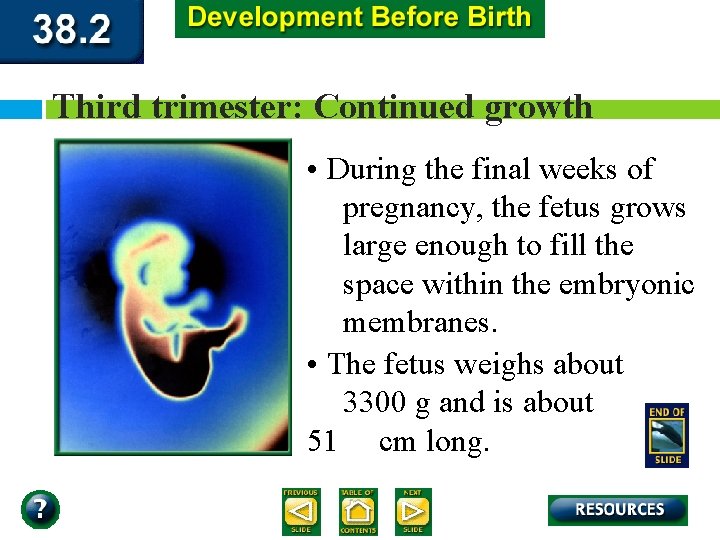 Third trimester: Continued growth • During the final weeks of pregnancy, the fetus grows