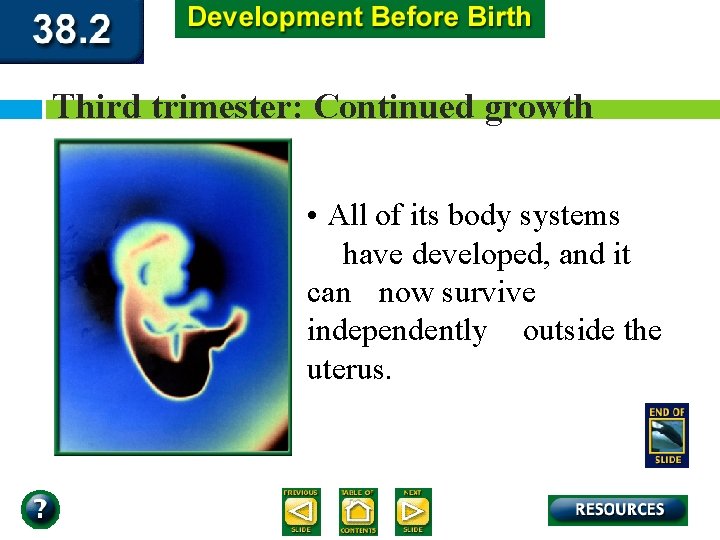 Third trimester: Continued growth • All of its body systems have developed, and it