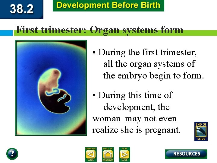 First trimester: Organ systems form • During the first trimester, all the organ systems