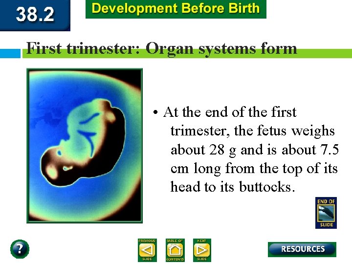 First trimester: Organ systems form • At the end of the first trimester, the