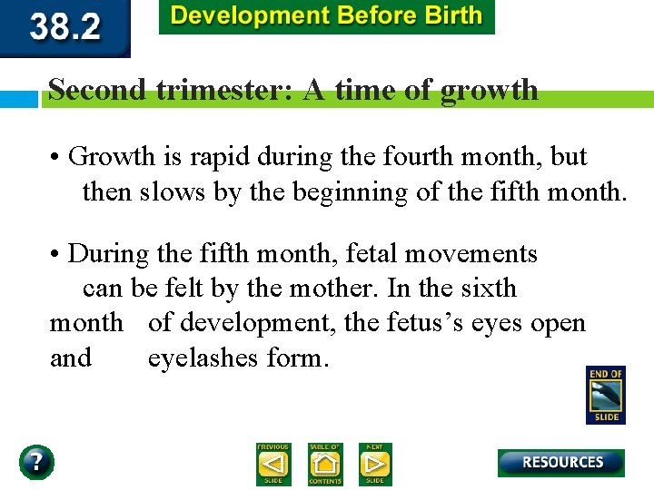 Second trimester: A time of growth • Growth is rapid during the fourth month,