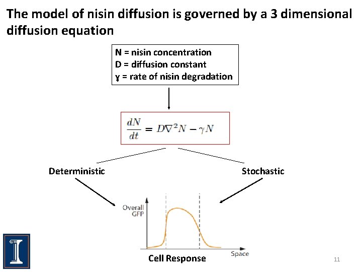 The model of nisin diffusion is governed by a 3 dimensional diffusion equation N
